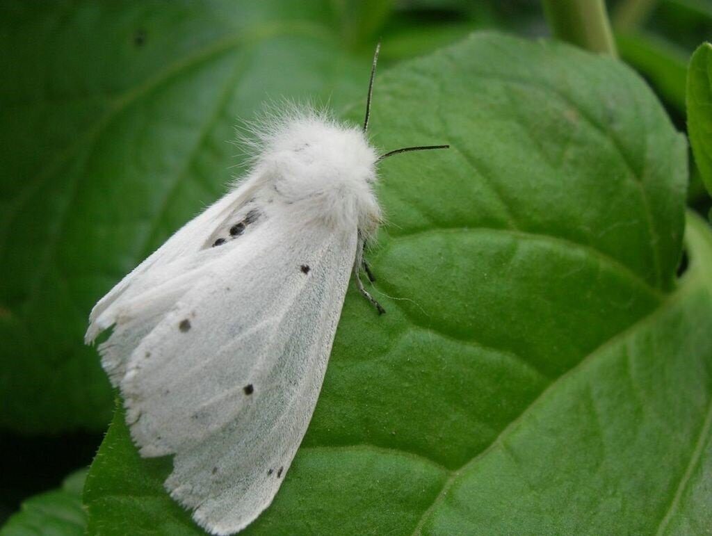 американская белая бабочка гусеница фото деревьев